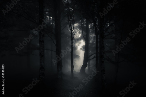 mysterious and scary forest by night