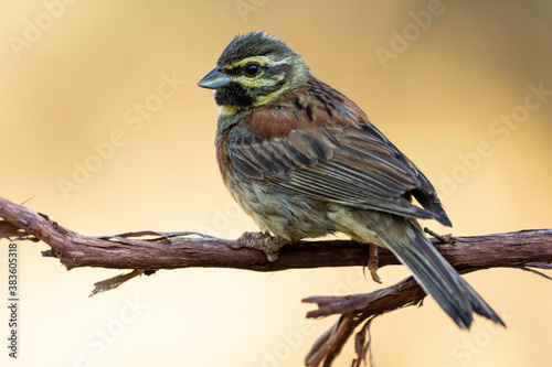 Male Cirl bunting (Emberiza cirlus), perched on its perch on an unfocused ocher background