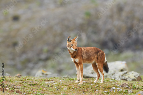 The Ethiopian wolf (Canis simensis), an endangered canid that lives on the Ethiopian Highlands.