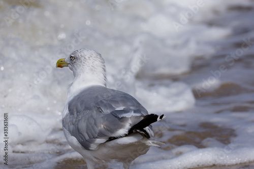 Sea bird