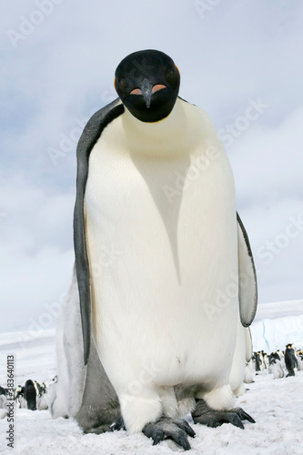 Emperor penguin (Aptenodytes forsteri)