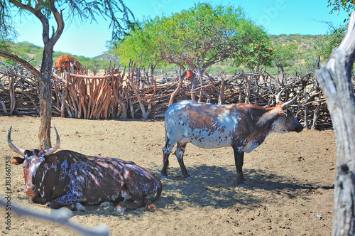 Nguni cattle in an Ovahimba kraal