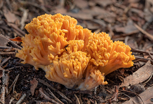 Ramaria formosa coral fungus - approx 100mm tall - NSW, Australia