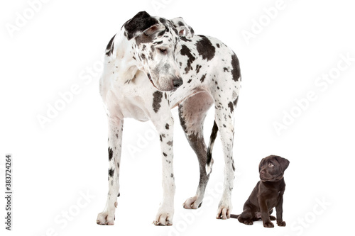Big Dog Small Dog
