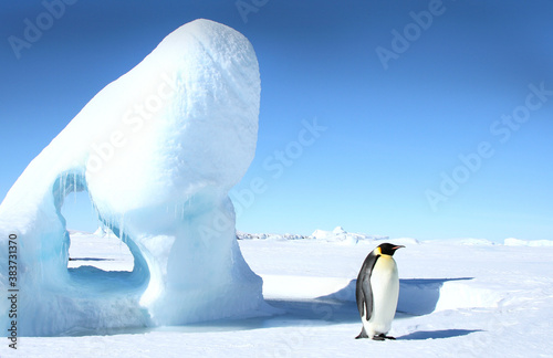 Emperor penguin (Aptenodytes forsteri)