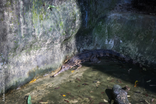 large crocodile resting inside the cage
