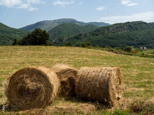 field with round alpacas in summer, with mountains in the background and clouds in the blue sky, bucolic country image