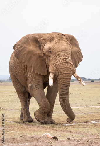 Vertical portrait of an adult elephant bull covered in mudd walking in Amboseli in Kenya