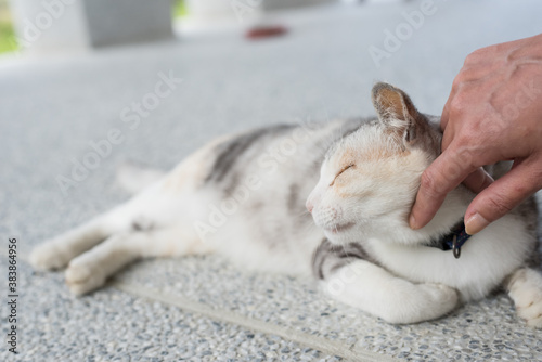 touch a sleeping cat