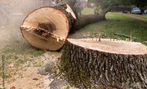 Felled Tree Trunk and Large Stump - Tree Removal Suburban