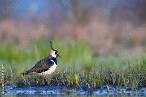 Northern lapwing. Bird in breeding plumage in spring. Vanellus vanellus