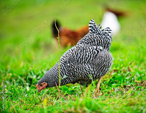 Chickens feeding on green grass