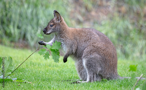 Red-necked Wallaby - Macropus rufogriseus