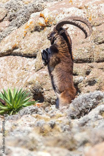rare Walia ibex fighting, Capra walia, rarest ibex in world. standing on hind legs, prepare for fight. Only about 500 individuals survived in Simien Mountains in Northern Ethiopia, Africa
