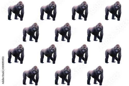 Composition with a young silverback gorilla on a white background