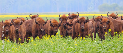 European bison. Herd of wild animals in flowering meadow. Bison bonasus.
