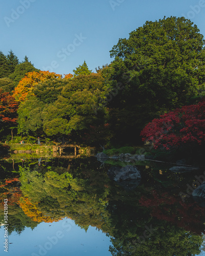 The Japanese autumn colours in full blossom 