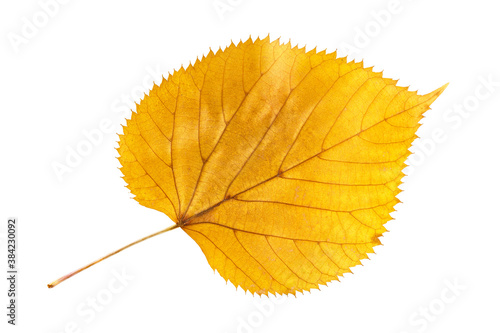 Closeup yellow leaf of poplar or cottonwood tree isolated at white background. Textured pattern of autumn foliage.