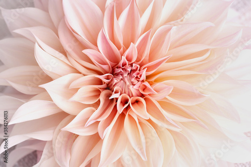 pink dahlia flower