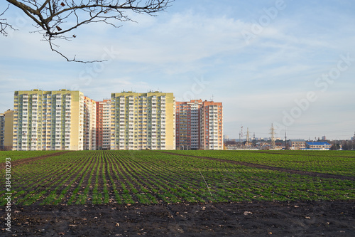 Image of young shoots of wheat against the background of residential buildings.