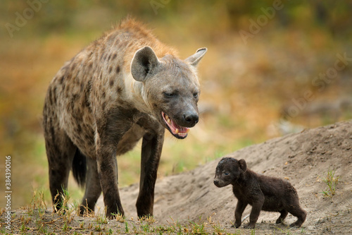 Young hyena pup, evening sunset light. Hyena, detail portrait. Spotted hyena, Crocuta crocuta, angry animal near the water hole, beautiful evening sunset and cub. Animal pup nature, Okavango, Botswana