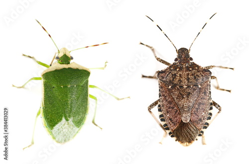 Green and Brown marmorated stink bug isolated on white background, with clipping path (Halyomorpha halys) and (Chinavia halaris)