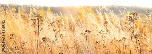 autumn nature background with dry grass. Golden autumn field. wild fluffy grass in sunlight. Beautiful tranquil landscape scene. banner