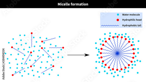 Micelle formation after critical temperature and concentration: water, h2o, hydrophilic, tail, hydrophobic, head, cation, anion, molecule