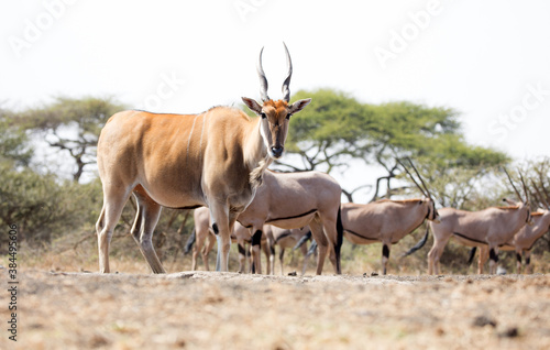 A Giant Eland (Taurotragus derbianus) antelope in Kenya.