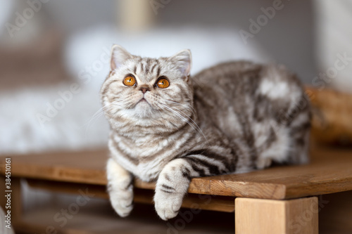 Edel - Britisch Kurzhaar Tabby Katze mit orangen Augen