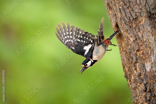 Great-spotted woodpecker flying out of nesting cavity