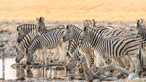 A herd of zebras quenching their thirst at a waterhole in Etosha National Park, Namibia.