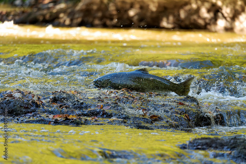 Chinook Salmon also known as King Salmon returning to their home rivers to spawn