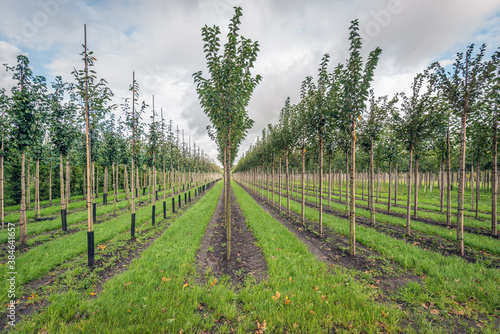 Field with long rows of young trees supported with bamboo sticks in a Dutch nursery tree farm in the province of North Brabant. The photo was taken on a cloudy day in the autumn season.