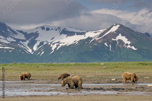 Grizzly Bears Clamming, Katmai National Park, Alaska