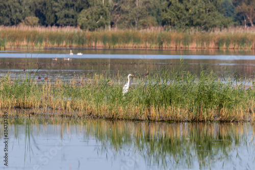 Czapla biała Egretta alba, biały ptak czekana na jedzenie na stawie gdzieś w Polsce