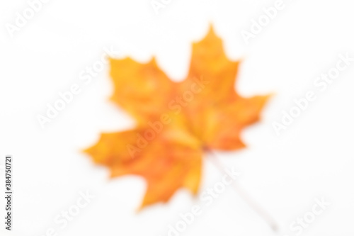 Colorful unfocused maple leaf on white background (unfocused)