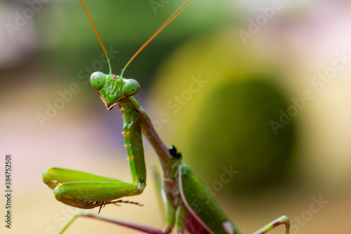  Green praying mantis (mantis religiosa) perches on a garden hedge