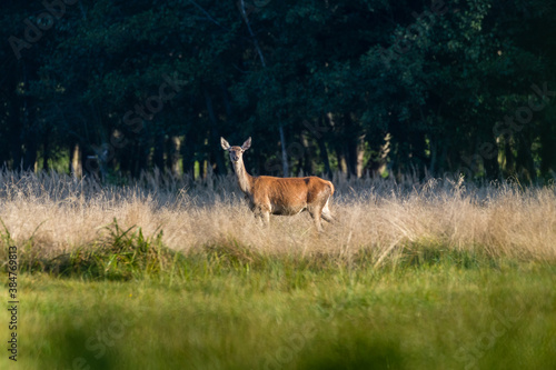 Piękna samica łania jelenia Cervus elaphus pozuje do zdjęcia na zielonej łące o poranku, ostoja zwierzyny