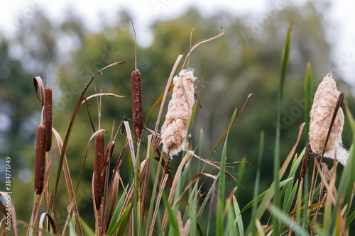 Pałka wąskolistna typha angustifolia, trzcina, brązowe kolby