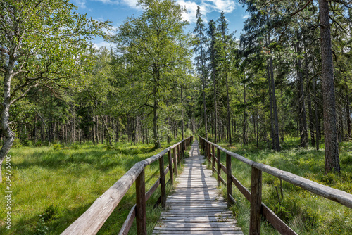 Drewniana kładka przez bagna. Góry Stołowe, Park Narodowy w Kudowa-Zdroj, Polska. Popularne miejsce wycieczek w Polsce