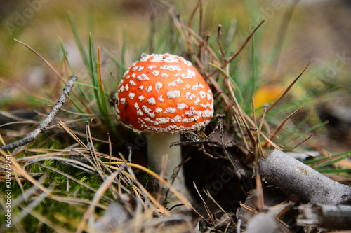 Mushroom red fly-agaric in the autumn forest macro