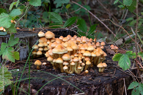 Hypholoma dispersum fungi on dead wood