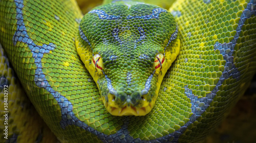 Green Python Chondropython