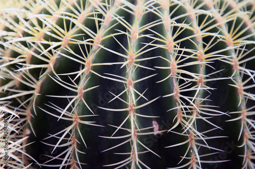 Kaktus kolczasty. 