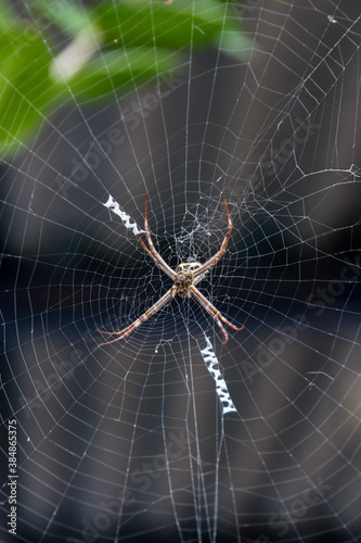 Hard working spiders have to rebuild their spiderwebs but sometimes they create new amazing patterns