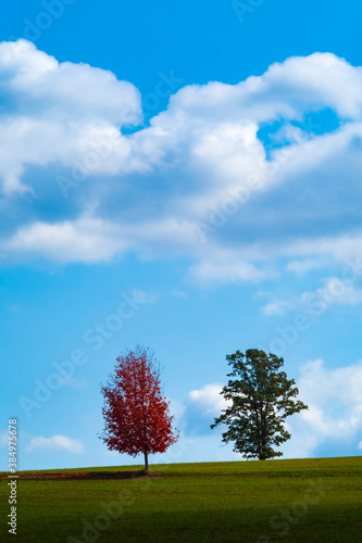 Two trees in a green meadow with a blue sky and Cumulus clouds, represent the turning of the summer season to autumn with the change of colors of the leaves of one tree from green to red. 