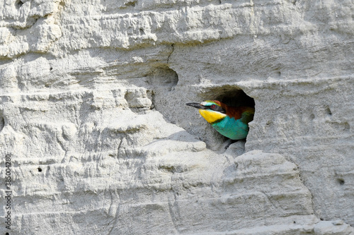 Bienenfresser (Merops apiaster) schaut aus der Bruthöhle - European bee-eater in its nest