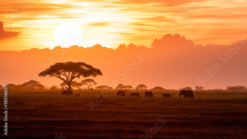 A herd of African elephants walking in Amboseli at sunset