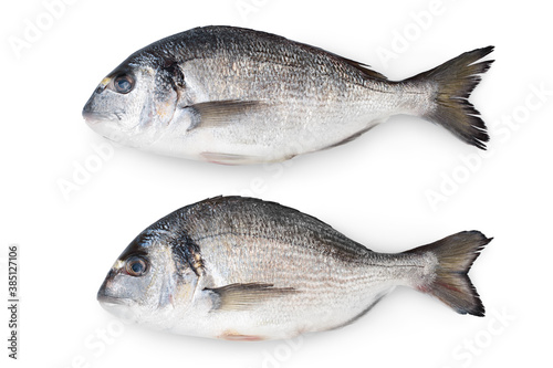 Fish dorado isolated on white background with clipping path and full depth of field. Top view. Flat lay